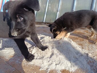 Německý ovčák - 7