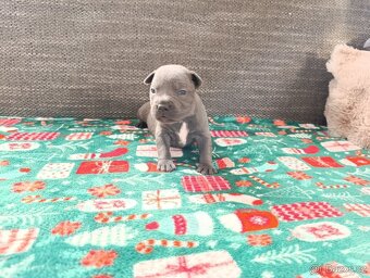 Stafordšírský bulteriér - 7