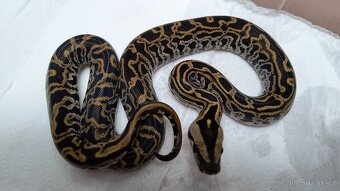 Krajta tmavá - Python bivittatus - 7
