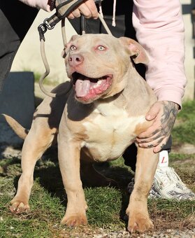 American bully XL - 7