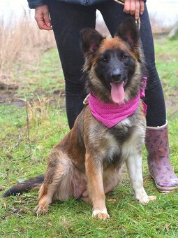 Cashmire hledá domov - 7