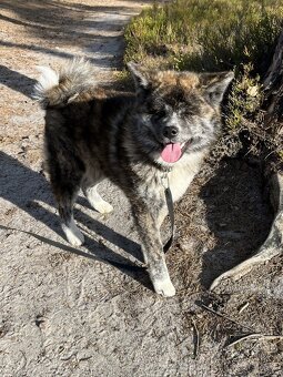 Akita Inu - 7