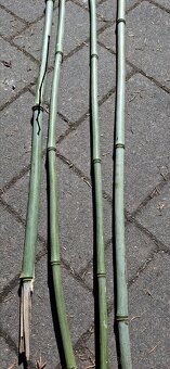 Bambus - bambusové tyčky - 7