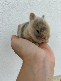 🐰 Nabízíme k rezervaci zakrslých zajíčků - 7
