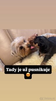 Jorkširský teriér - 7