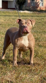 American Bully Xl - 7