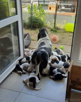 Basset Hound štěňátko s PP z Pardubicka - 7