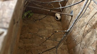 Papoušíček vrabčí a šedokřídlý. - 7