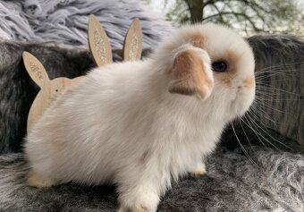 ❤️⭐️Kralicek Minilop beránek k rezervaci - 7
