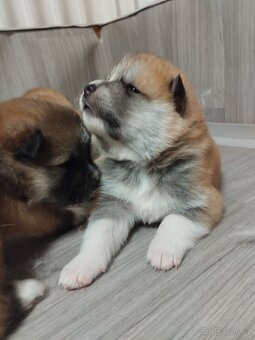 Štěňata Akita inu - 7