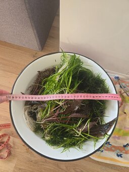 Prodám akvarijní rostliny (Rotala hra, mech, BUCEPHALANDRA - 7
