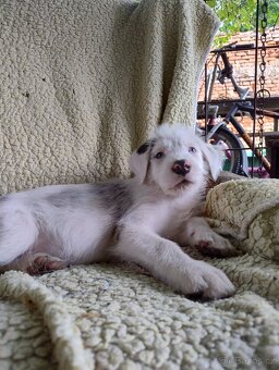 🐶 Štěňátka – kříženci s původem po australském ovčákovi - 7