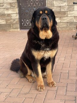 Tibetska Doga šteniatka s PP - 7