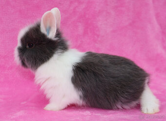 Zakrslý krátkouchý králíček WO sameček - 7