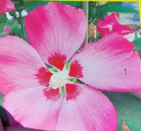 Ibišek syrský venkovní různé barvy - 7