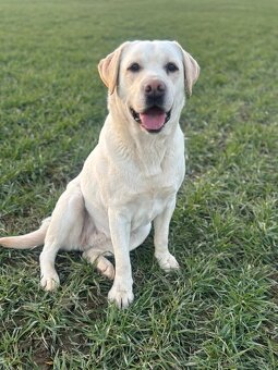 Labrador retriever - 7