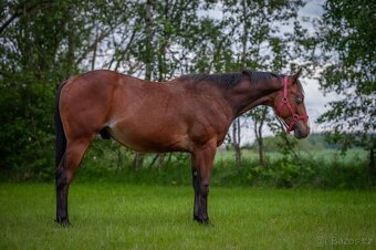 Krásný a ultra hodný QH hřebec, TOP původ reining,cowhorse - 7