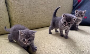 Na prodej 3 krásná koťátka – Britská modrá × Ragdoll - 7