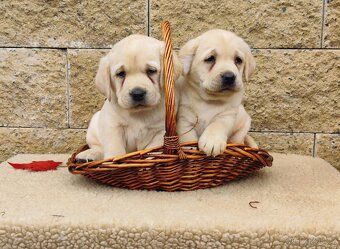 Nabídka štěňat labradorského retrievera - 7