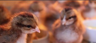 Slepice vlaška koroptví - 7