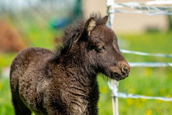 Minishetland klisna do chovu s hříbětem - 7
