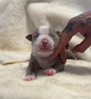 American Bully Classic/ Standard - 7