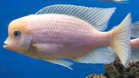 Tlamovci malawi + tanganika - 7