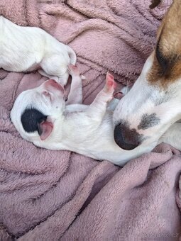 Jack russel teriér (pes) - 7