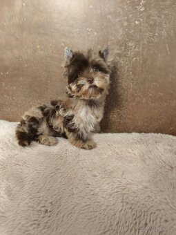 Jorkširský teriér štěňátka s pp - 7