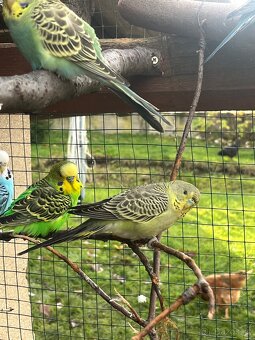 Andulka vlnkovaná - 7