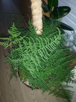 Mix pokojových rostlin 
Cena dohodou, vyzvednutí Praha 8 - 7