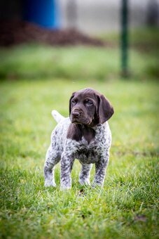 Štěňata - německý krátkosrstý ohař - 7