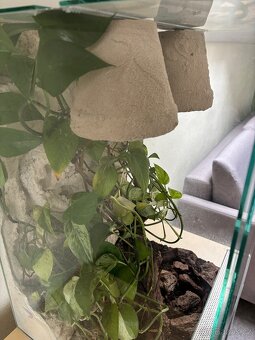 Terarium - 7