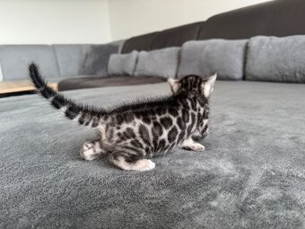 Bengalska kočka, koťatá s rodokmenem - 7