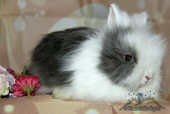 Zakrslí králíčci Teddy s VP - doprava po ČR zajištěna - 7