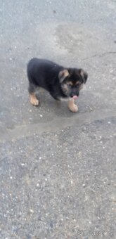 Štěňata německého ovčáka  bez PP - 7