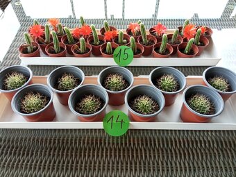 Kaktusy a sukulenty 30 Kč za kus - 7