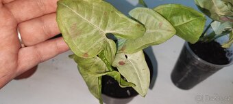 Syngonium různé druhy - 7