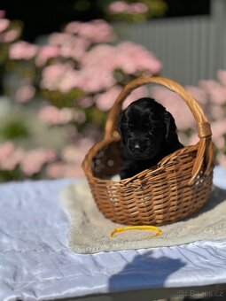 Flat Coated Retriever - štěňátka s PP - 7