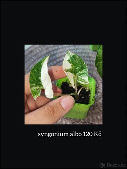 syngonium, monstera, epipremnum, philodendron - 7