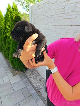 Cane Corso - 7