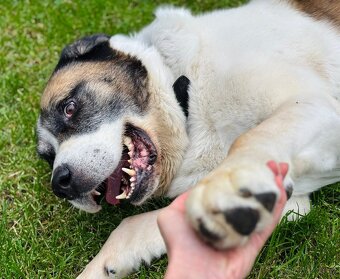 DAG - SAO 74 kg, kastrovaný psík 8 let - 7