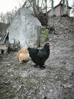 Dvě letošní slepice - 7