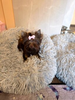 Štěňátka barevný jorkšírský teriér s pp - 7