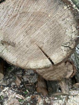 Palivové dřevo přímo pro Vás – od 900 Kč - 7