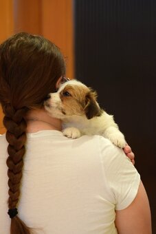 Jack Russel teriér s PP - Valmont - 7