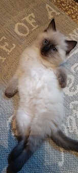 Ragdoll kotatka ,kotata - 7