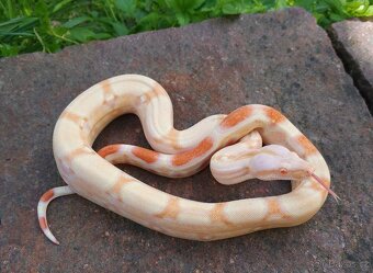 Boa imperator- Sharp Sunglow 66% het Sterling,Hypo Sterling - 7