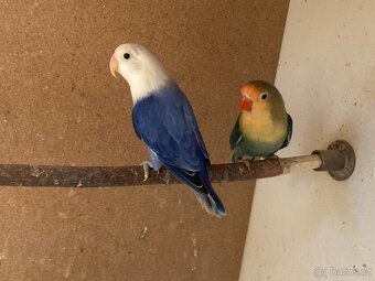 Agapornis fischeri - 7