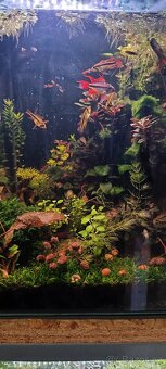 Akara cichlida papuščí endlerky krevetky - 7